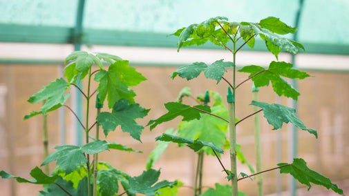 A close up of the tops of two sycamore tree saplings, side by side in a greenhouse